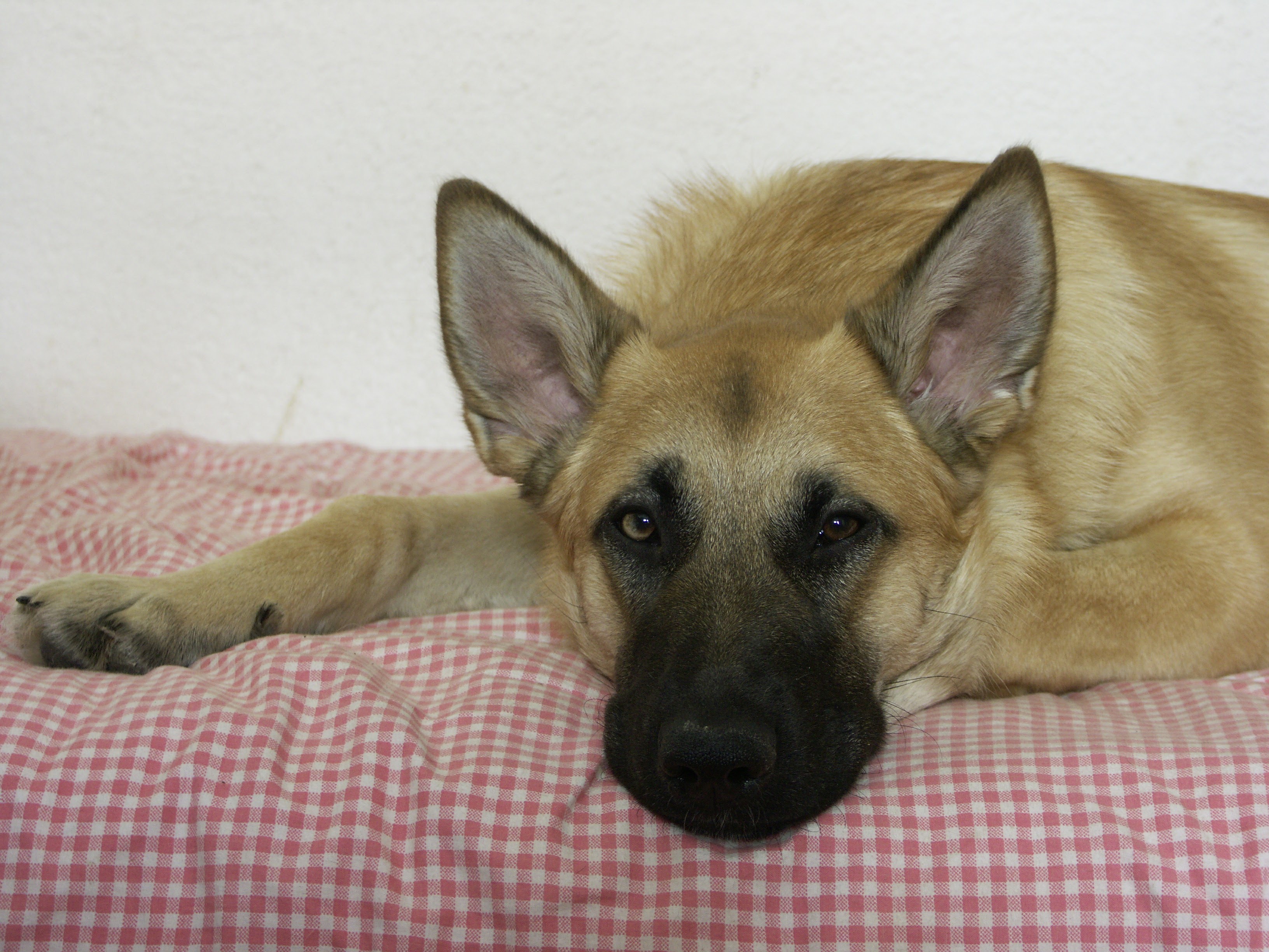 45232e7719854073f125ef5f5f207d45