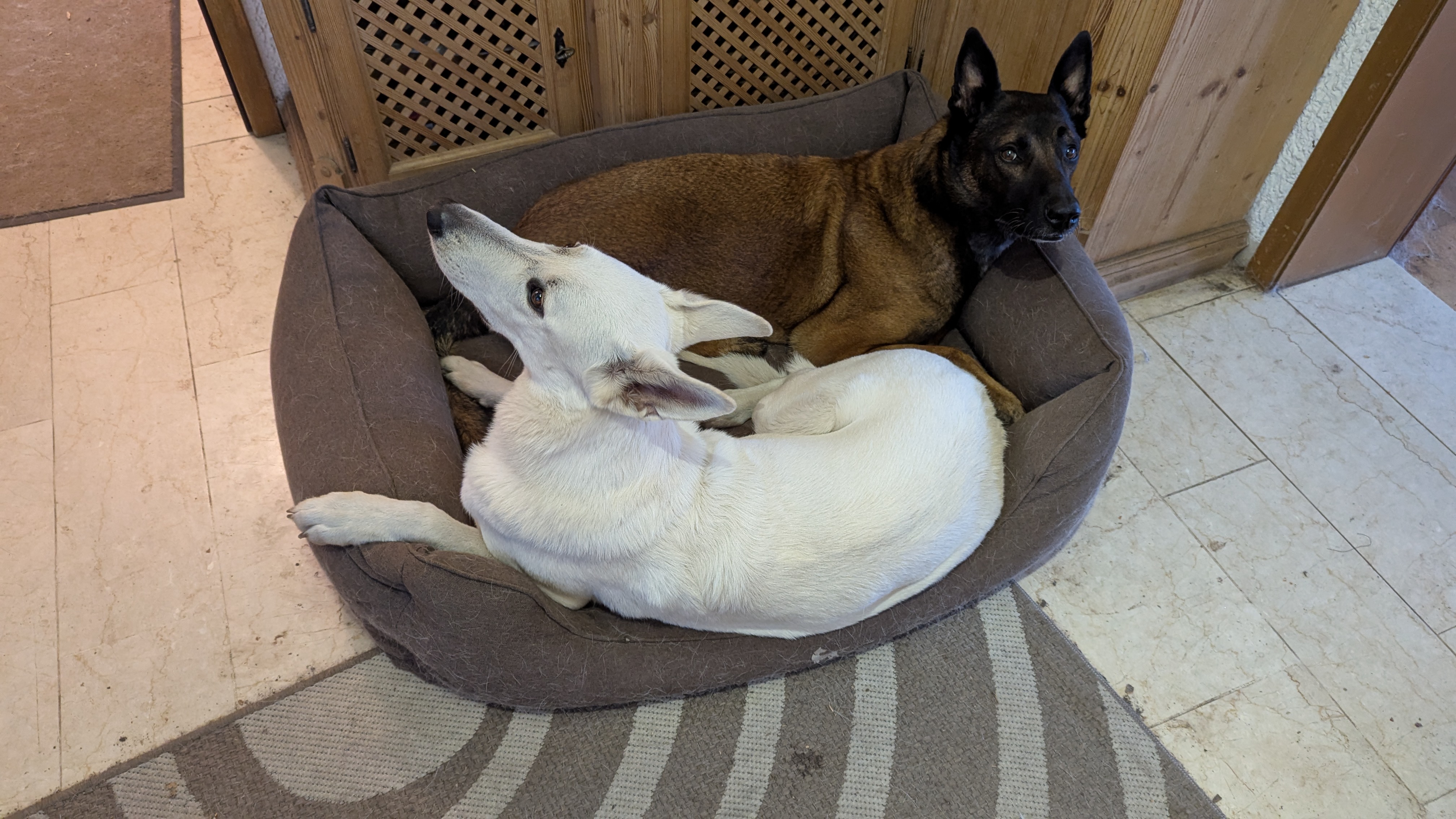 PXL_20241201_083538277.MP