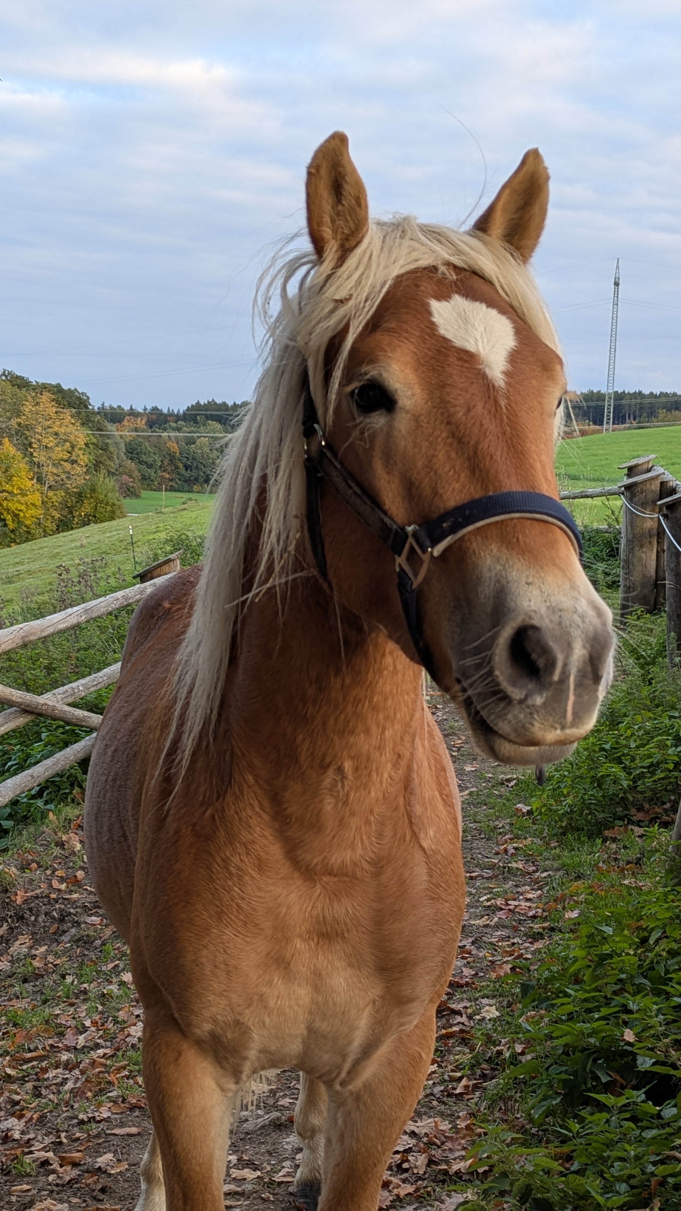 PXL_20251017_153704887